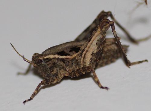 Réf. 229 699 : Tetrix tenuicornis